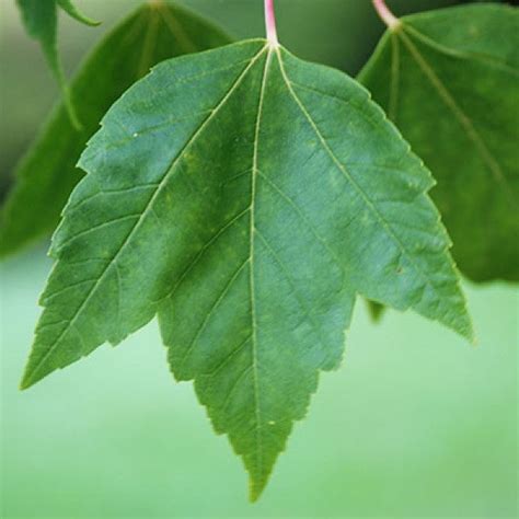 Red Sunset Maple | C&J Gardening Center