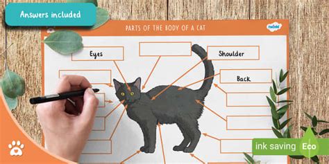 Body Parts Of A Cat Labelling Activity Parents Support