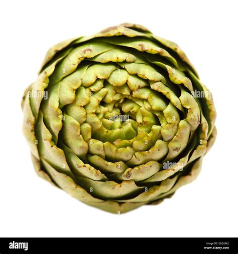 Globe Artichoke Isolated On White Background Stock Photo Alamy