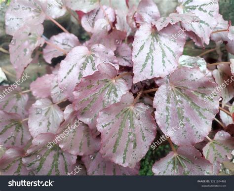 15020 Pink Variegated Leaf Images Stock Photos And Vectors Shutterstock