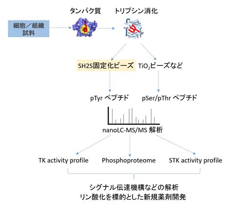 リン酸化チロシンタンパク質・ペプチドを濃縮するアフィニティビーズ Sh2s固定化ビーズ フナコシ