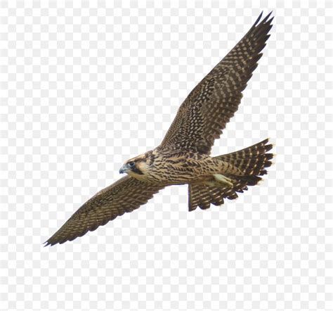 Peregrine Falcon PNG 925x864px Bird Accipitriformes Beak Bird Of