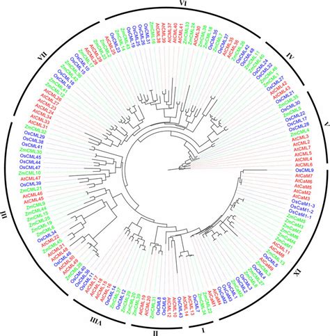 Phylogenetic Analysis Among CaM And CML Proteins Of Maize Rice And