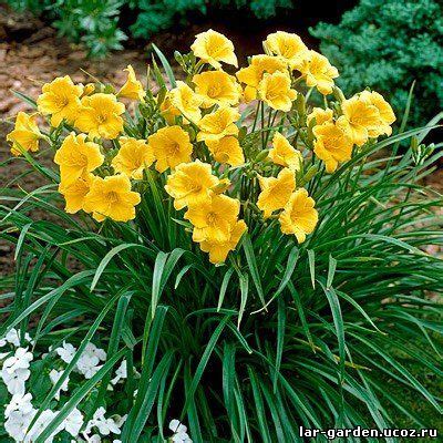 Лилейник Стелла де оро Мини ~ Hemerocallis Stella d ‘Oro бордюрный ...