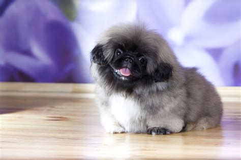 Pekingese Temperament Lifespan Shedding Puppy