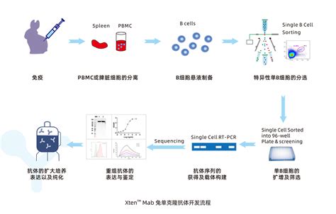 技术分享 终于有人把主流的单抗开发平台总结清楚了 丁香实验