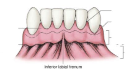 Chapter Eight: Gingival Unit Diagram | Quizlet