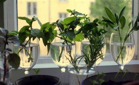 25 Herbs Vegetables And Plants You Can Grow In Water