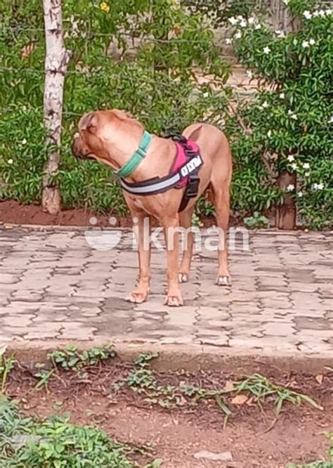 Rhodesian Ridgeback Puppies For Sale In Anuradhapura City Ikman