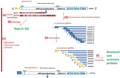 Pathogens Free Full Text Towards Understanding Long COVID SARS CoV