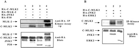 Activated JNK Phosphorylates The C Terminal Domain Of MLK2 That Is