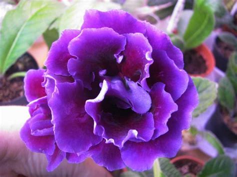 О сортах глоксинии махровой: белая, фиолетовая, синяя, розовая, красная