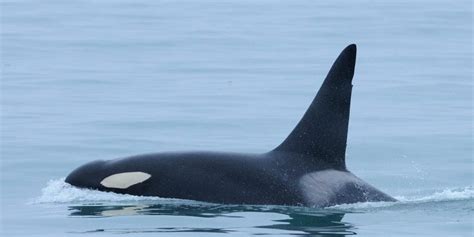 Fate of orcas in captivity - Whale & Dolphin Conservation USA