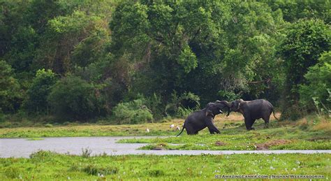 Wasgamuwa National Park | AmazingLanka.com