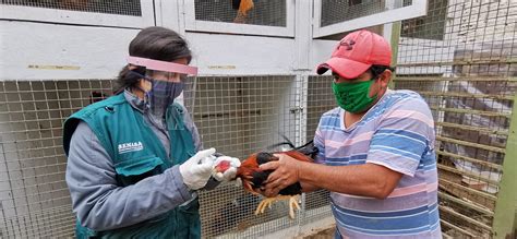 La Libertad MINAGRI reinicia campaña de vacunación de aves para