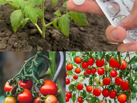 Put These 8 Things In Your TOMATO Planting Hole For The Best Tomatoes