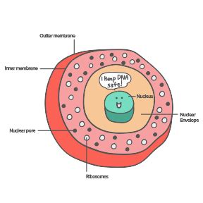 Ribosomes Organelle