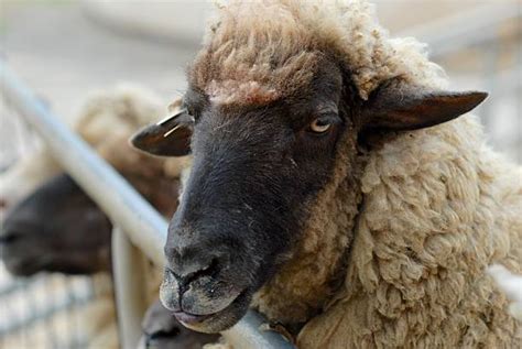 Best Black Head Sheep Stock Photos Pictures And Royalty Free Images Istock