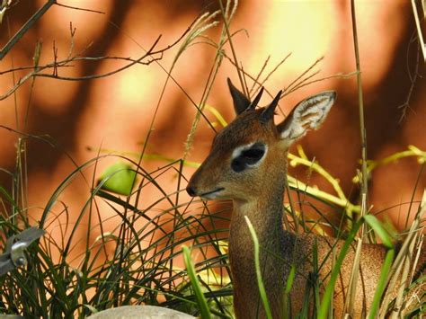 Kirk’s Dik-Dik baby | SIMILAR BUT DIFFERENT IN THE ANIMAL KINGDOM