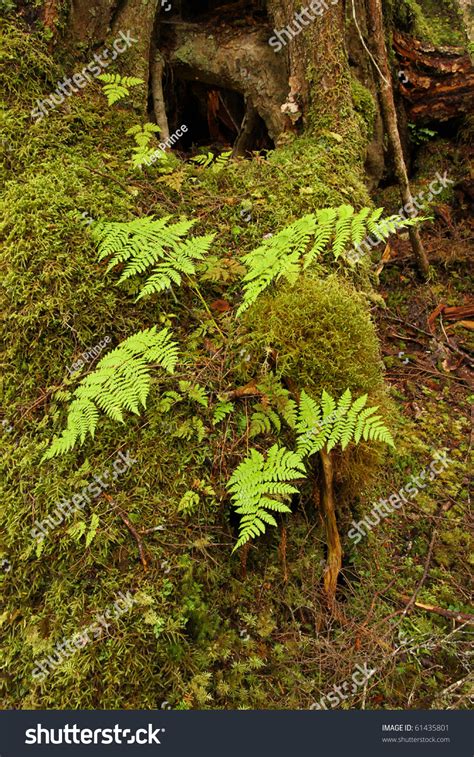 Ferns In Temperate Rainforest, In The Tongass National Forest ...