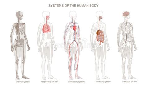 Ilustração Vetorial Dos Sistemas Do Corpo Humano Exocrina Integumentar