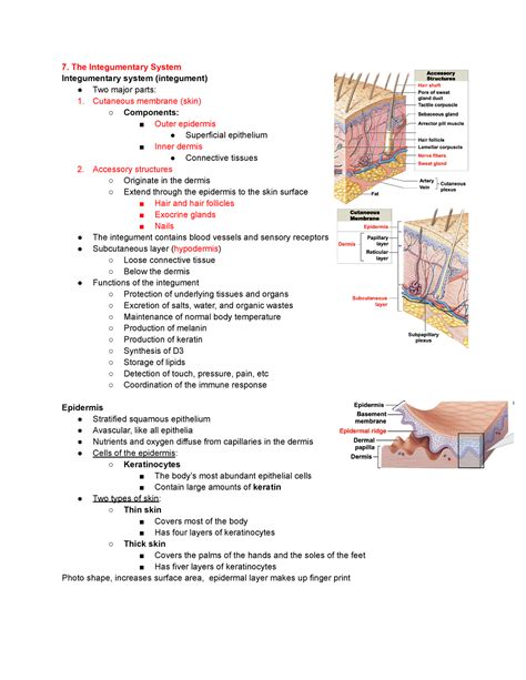 Chapter 7 The Integumentary System The Integumentary System Integumentary System Integument