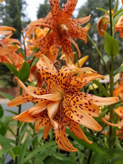 Lilium Flore Pleno Double Tiger Lily Hardy Etsy