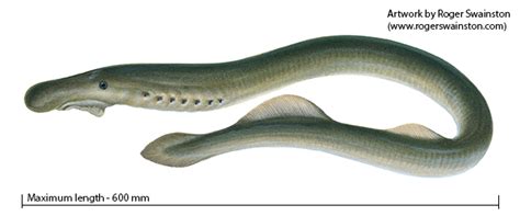 Pouched Lamprey Healthy Rivers