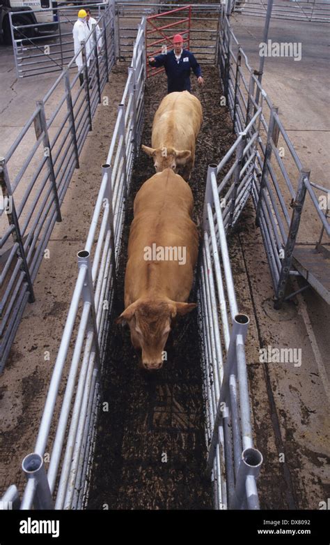 Banbury Stockyard Cattle Market Oxfordshire Hi Res Stock Photography