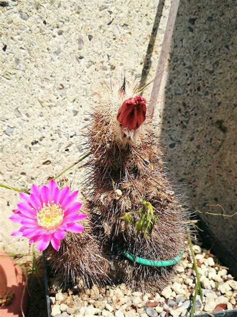 Echinocereus Laui Quasi Morto Il Fiore Tra Le Spine