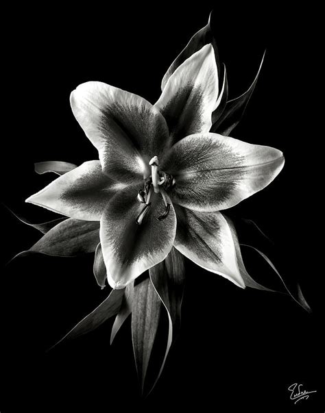 Oriental Lily In Black And White Photograph By Endre Balogh Fine Art