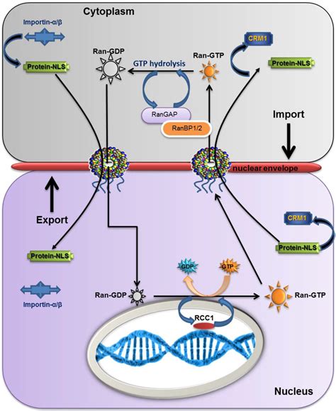 Cancers Free Full Text Mechanisms Of Nuclear Export In Cancer And