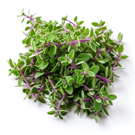 Premium Photo Variety Of Nature Thyme Leaves Type Of Herb Thymus