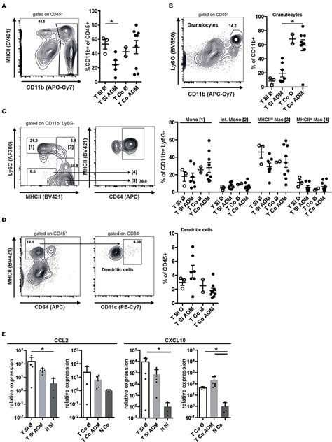 Frontiers Increased Incidence Of Colon Tumors In AOM Treated Apc1638N