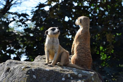 Meerkat Hayvan Hayvanat Bah Esi Pixabay De Cretsiz Foto Raf Pixabay