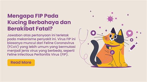 Apakah Feline Infectious Peritonitis Fip Berbahaya Pengobatan Fip