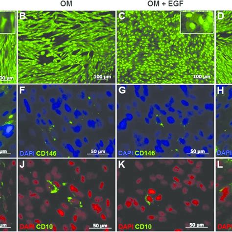 Morphological Analysis And Expression Of Mesenchymal Stem Cell Msc