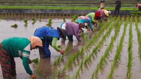 Target Produksi Padi Meleset Jauh Dari Target Pemkab Karawang Bakal