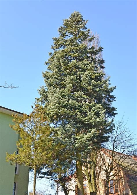 Blue Prickly Spruce Picea Pungens Engelm In Urban Landscape Stock