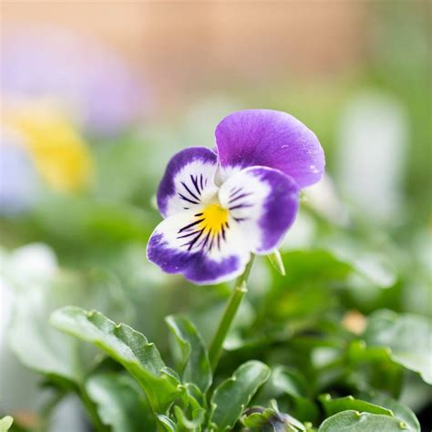 Plantas Para Curar Sinusitis Anthonylarisza