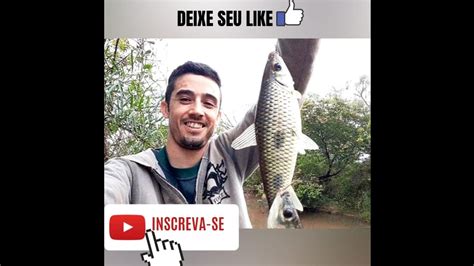 muito peixe o bambu envergou piau demais e saiu até frito na beira do