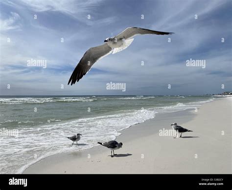 Seagull Inflight With Seagulls Standing On The Shoreline Of The Gulf Of