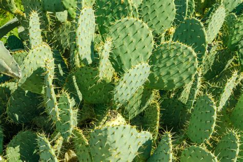 Cactus Cu Pere Poza Gratuite Public Domain Pictures