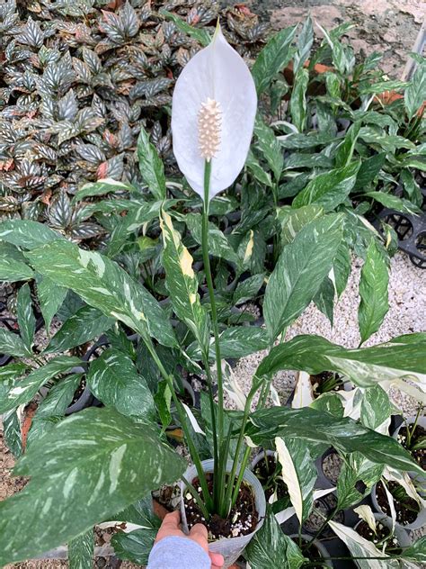 Spathiphyllum Wallisii Variegated — Ecuagenera Usa Corp