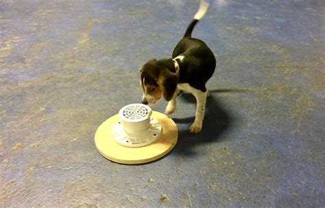 NoseWork | Michigan Dog Training