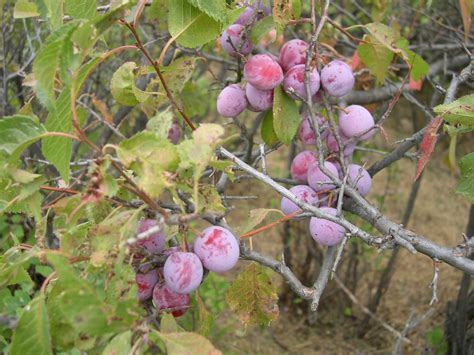 American Wild Plum (Prunus americana) - Great Plains Nursery