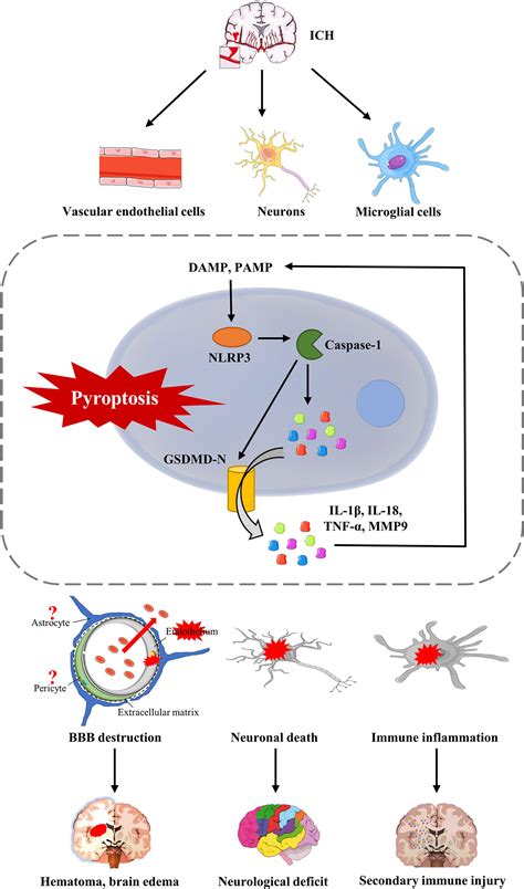 Frontiers Perspectives On The Mechanism Of Pyroptosis After