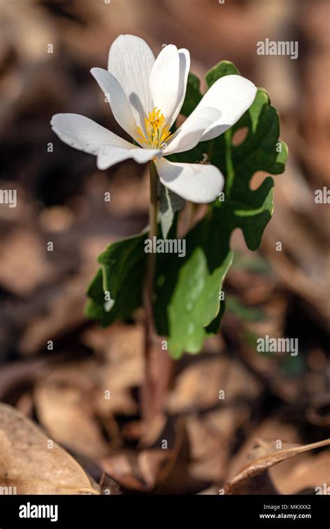 Bloodroot Sanguinaria Canadensis Hi Res Stock Photography And Images