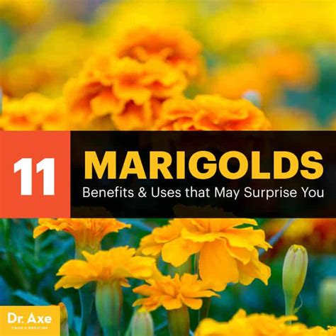 Top 11 Uses And Benefits Of Marigolds Including For The Skin Eyes