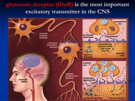 PPT - Glutamate Receptor Ion Channels: Structure, Regulation, and ...